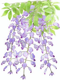 紫藤花, 紫藤, 春天, 水彩, JPG 和 PNG