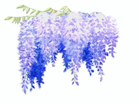 紫藤花B, 紫藤, 藤架, 藤苑, JPG 和 PNG
