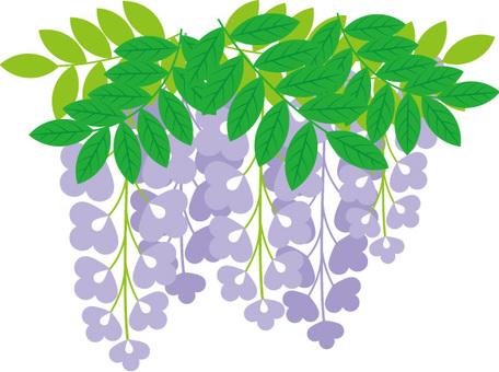 紫藤花, 富士, 藤色, 花卉, JPG, PNG 和 EPS